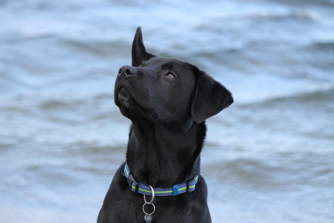 Labrador retriever Kenzo billede 3