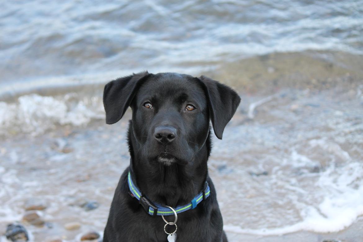 Labrador retriever Kenzo billede 1