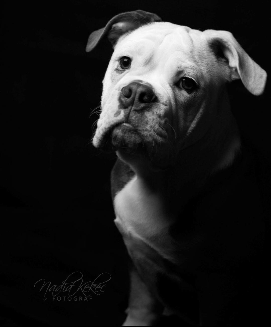 Olde english bulldogge Pablo billede 1