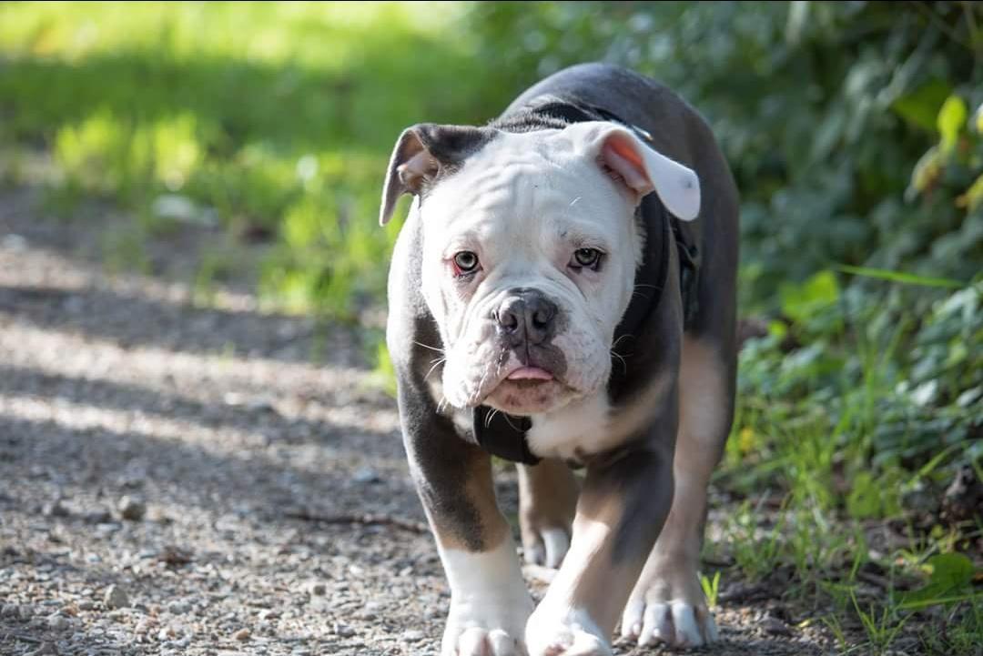 Olde english bulldogge Pablo billede 3