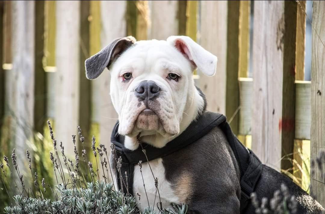 Olde english bulldogge Pablo billede 4