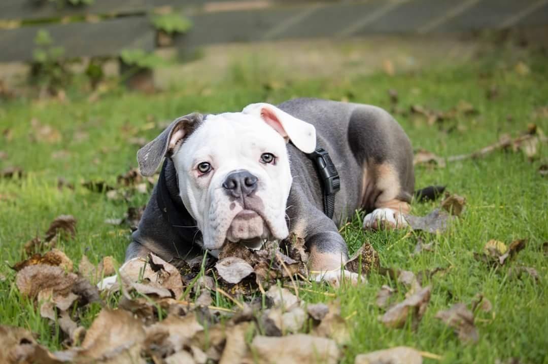 Olde english bulldogge Pablo billede 5