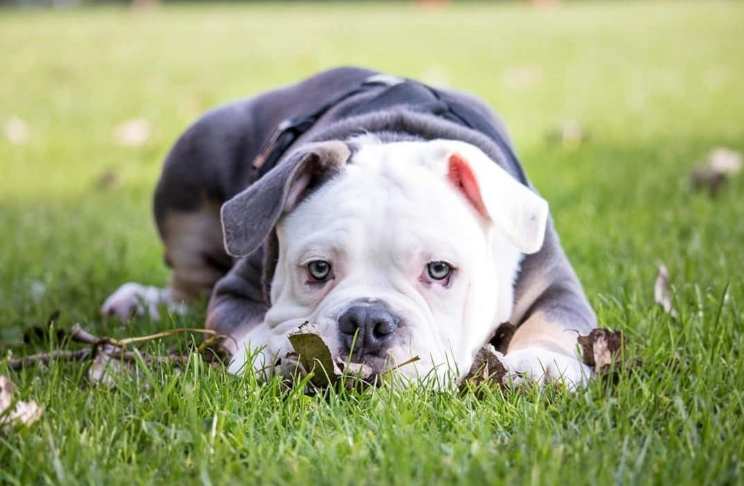 Olde english bulldogge Pablo billede 2