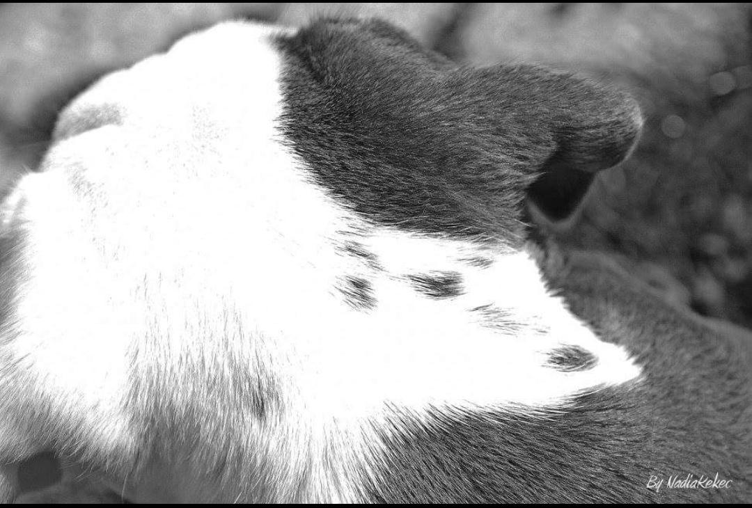 Olde english bulldogge Pablo billede 7