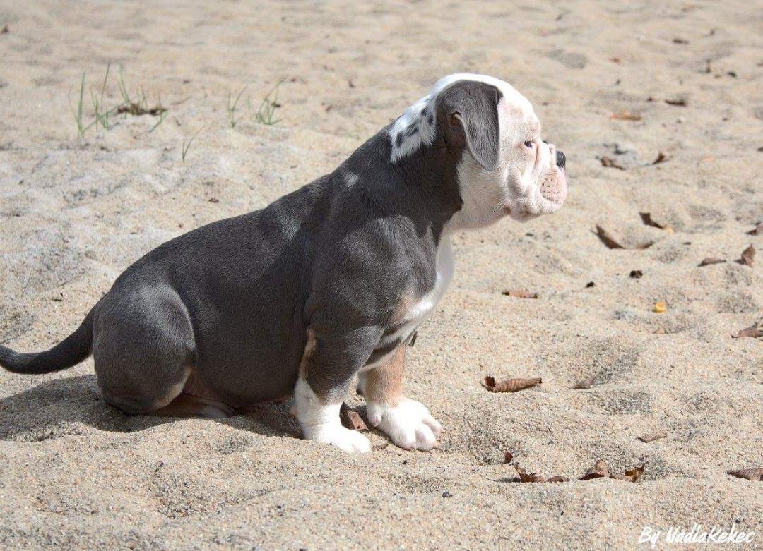 Olde english bulldogge Pablo billede 8