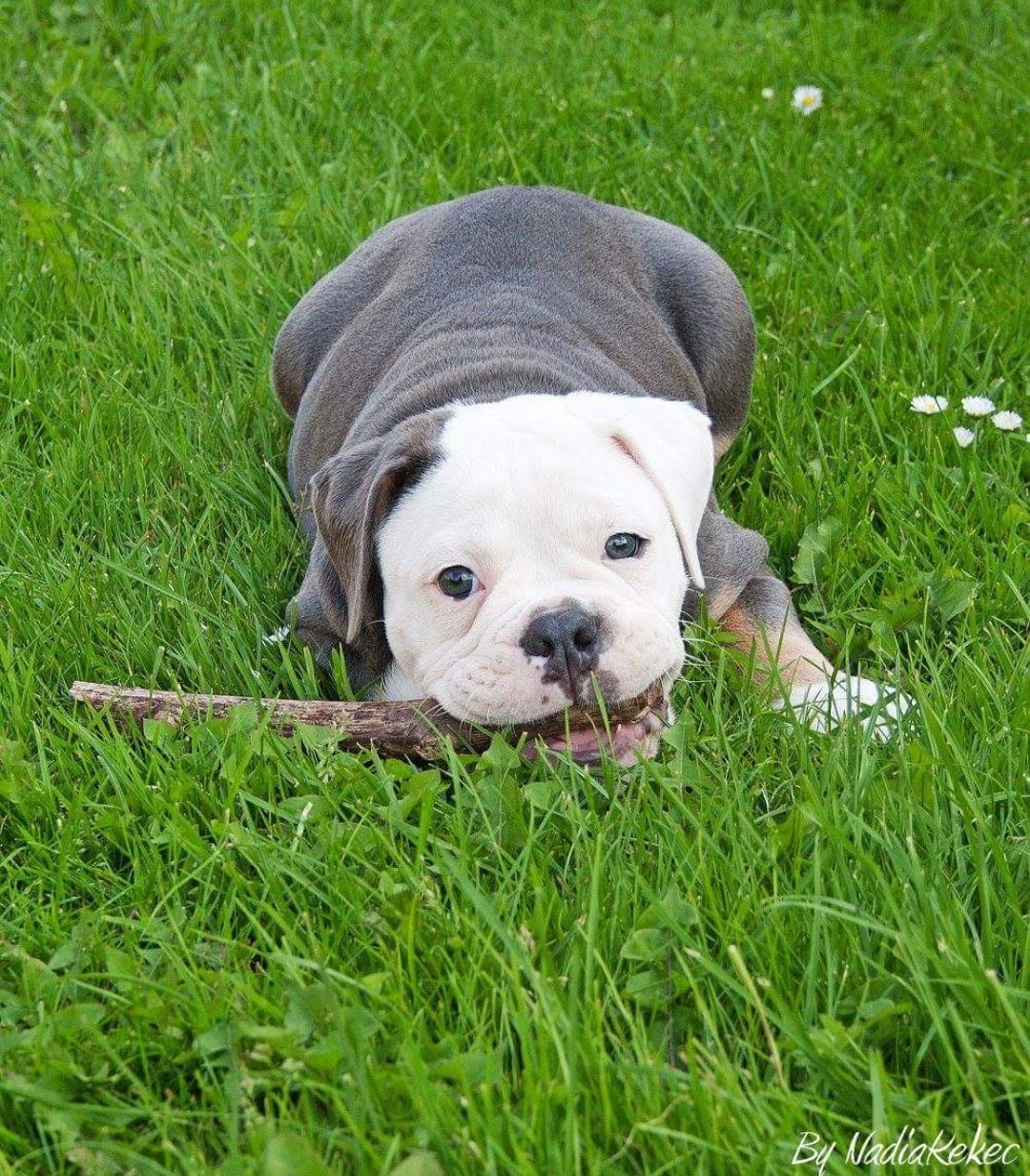 Olde english bulldogge Pablo billede 9