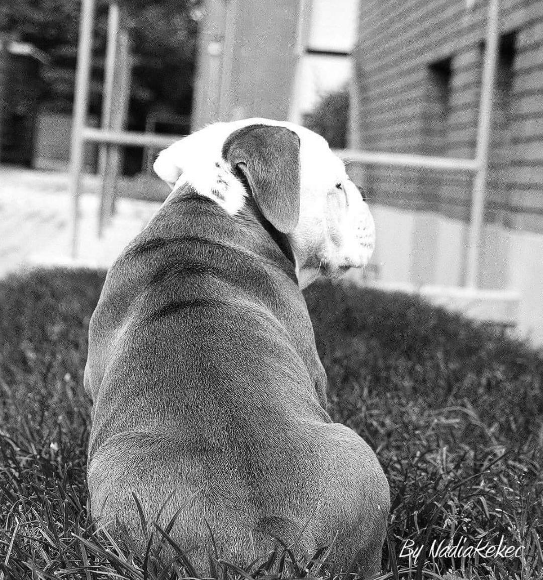 Olde english bulldogge Pablo billede 10