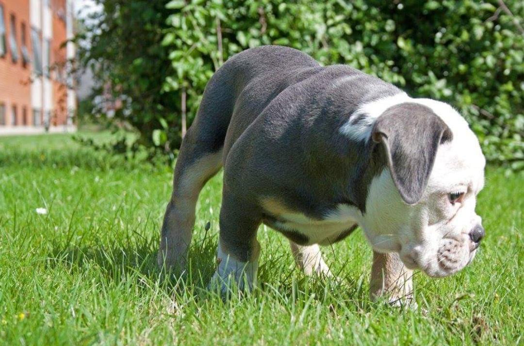Olde english bulldogge Pablo billede 11