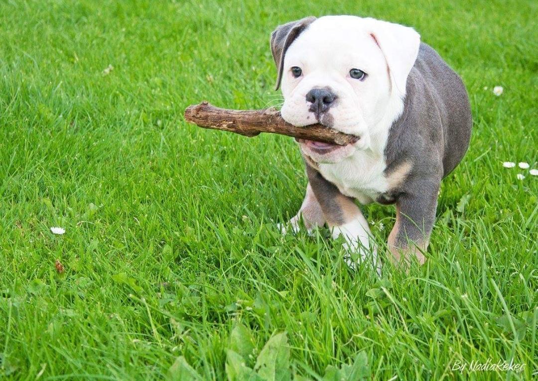 Olde english bulldogge Pablo billede 6