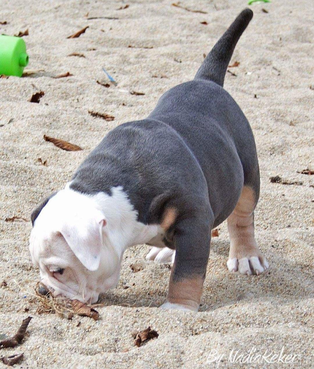 Olde english bulldogge Pablo billede 13