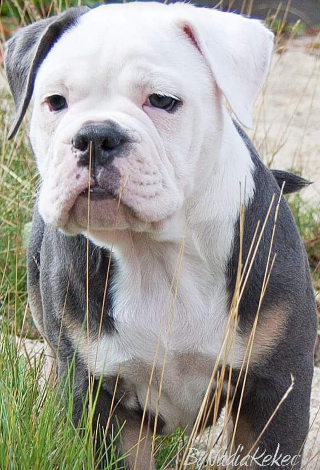 Olde english bulldogge Pablo billede 14