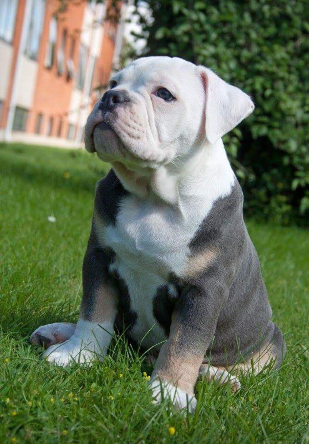 Olde english bulldogge Pablo billede 12