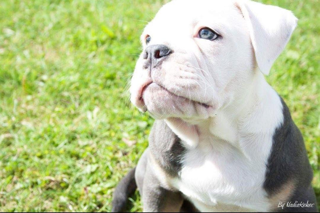 Olde english bulldogge Pablo billede 15