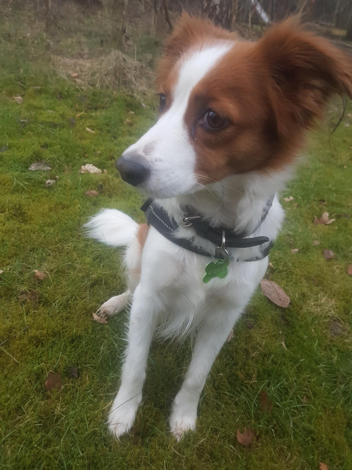 Kooikerhondje Clara billede 2