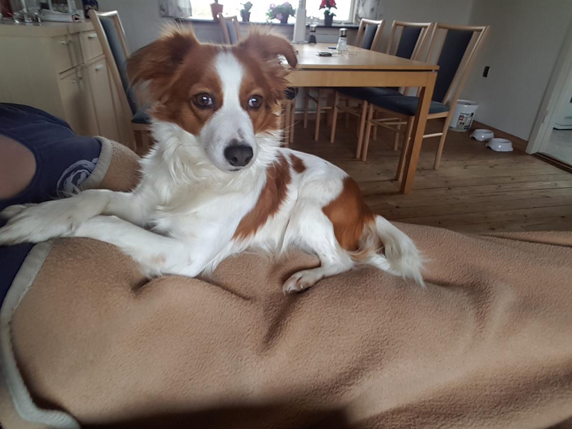 Kooikerhondje Clara billede 3