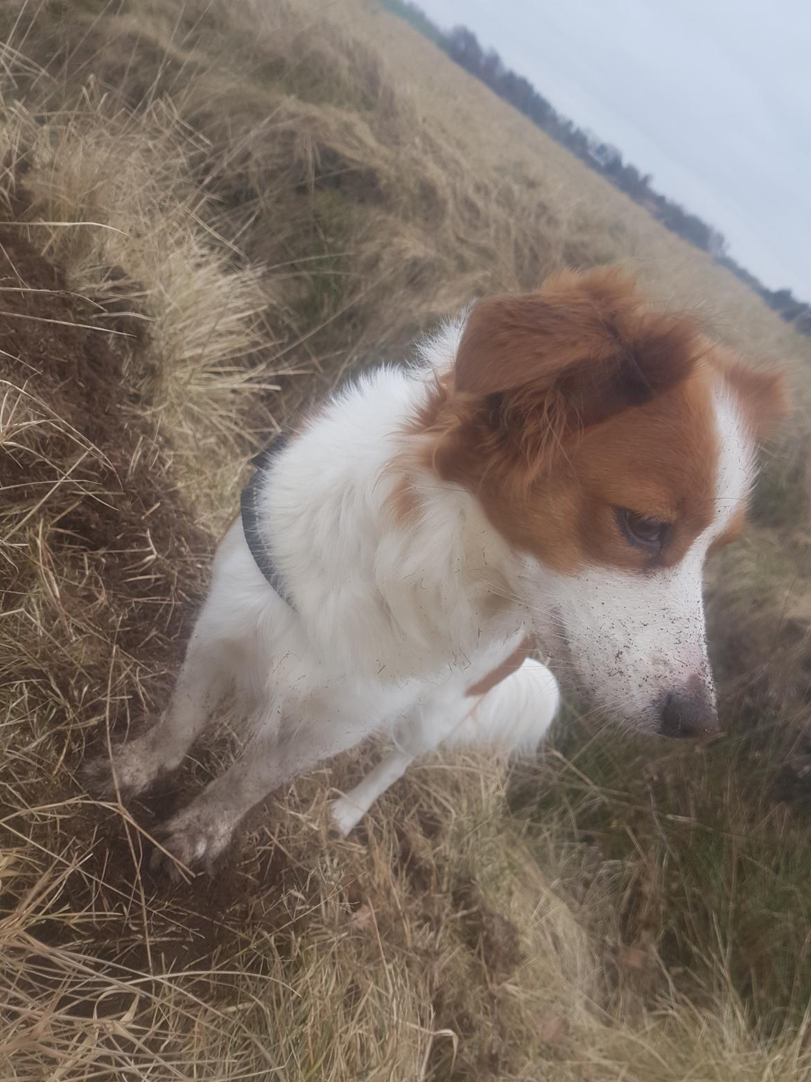 Kooikerhondje Clara billede 4