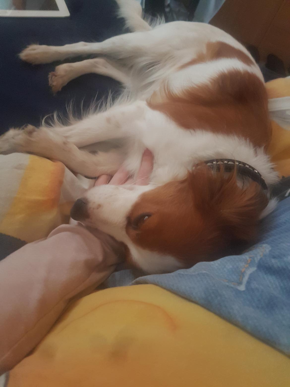 Kooikerhondje Clara billede 5