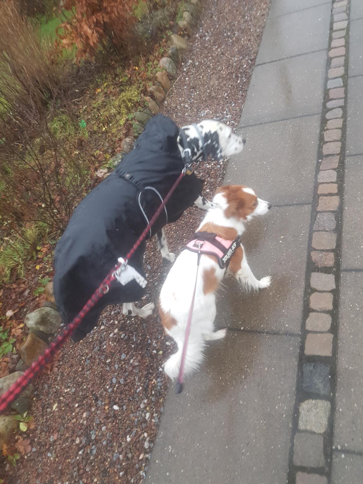 Kooikerhondje Clara billede 6