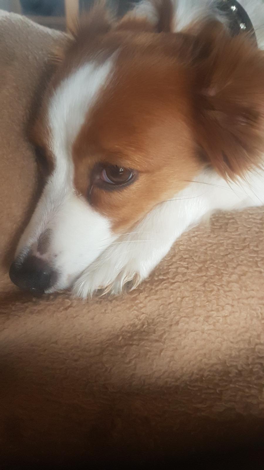 Kooikerhondje Clara billede 7