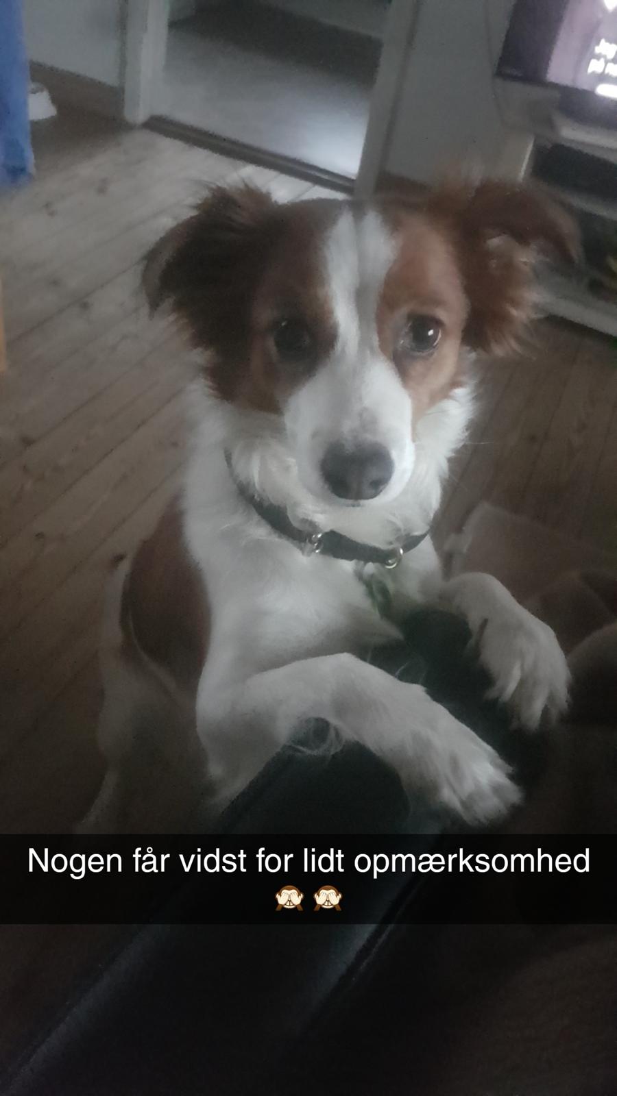 Kooikerhondje Clara billede 8