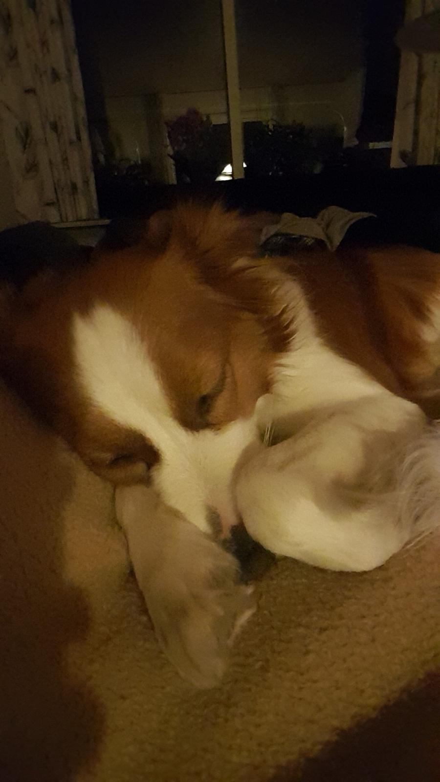Kooikerhondje Clara billede 9