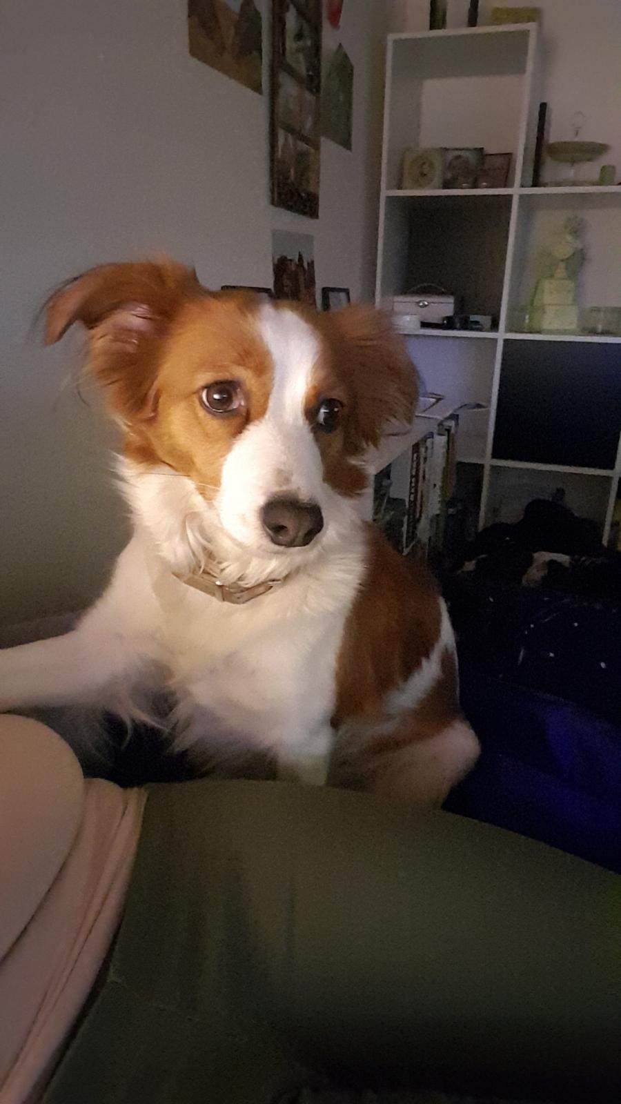 Kooikerhondje Clara billede 10