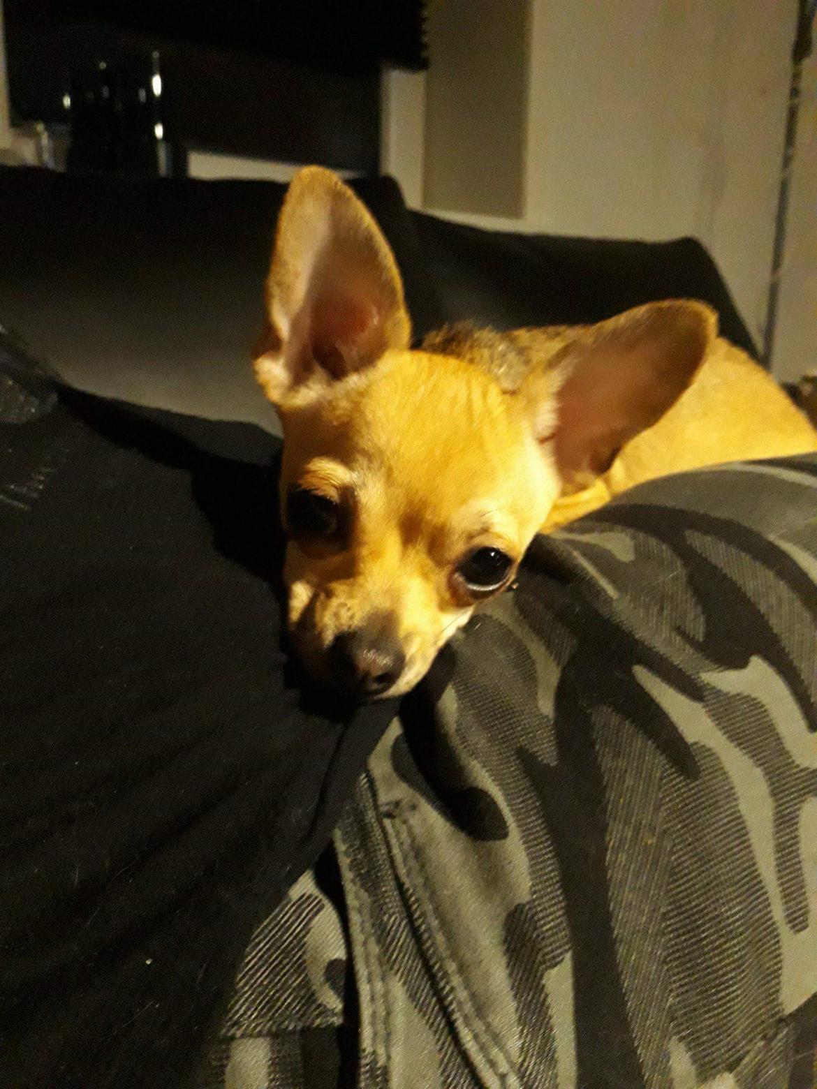Chihuahua Nessi billede 1