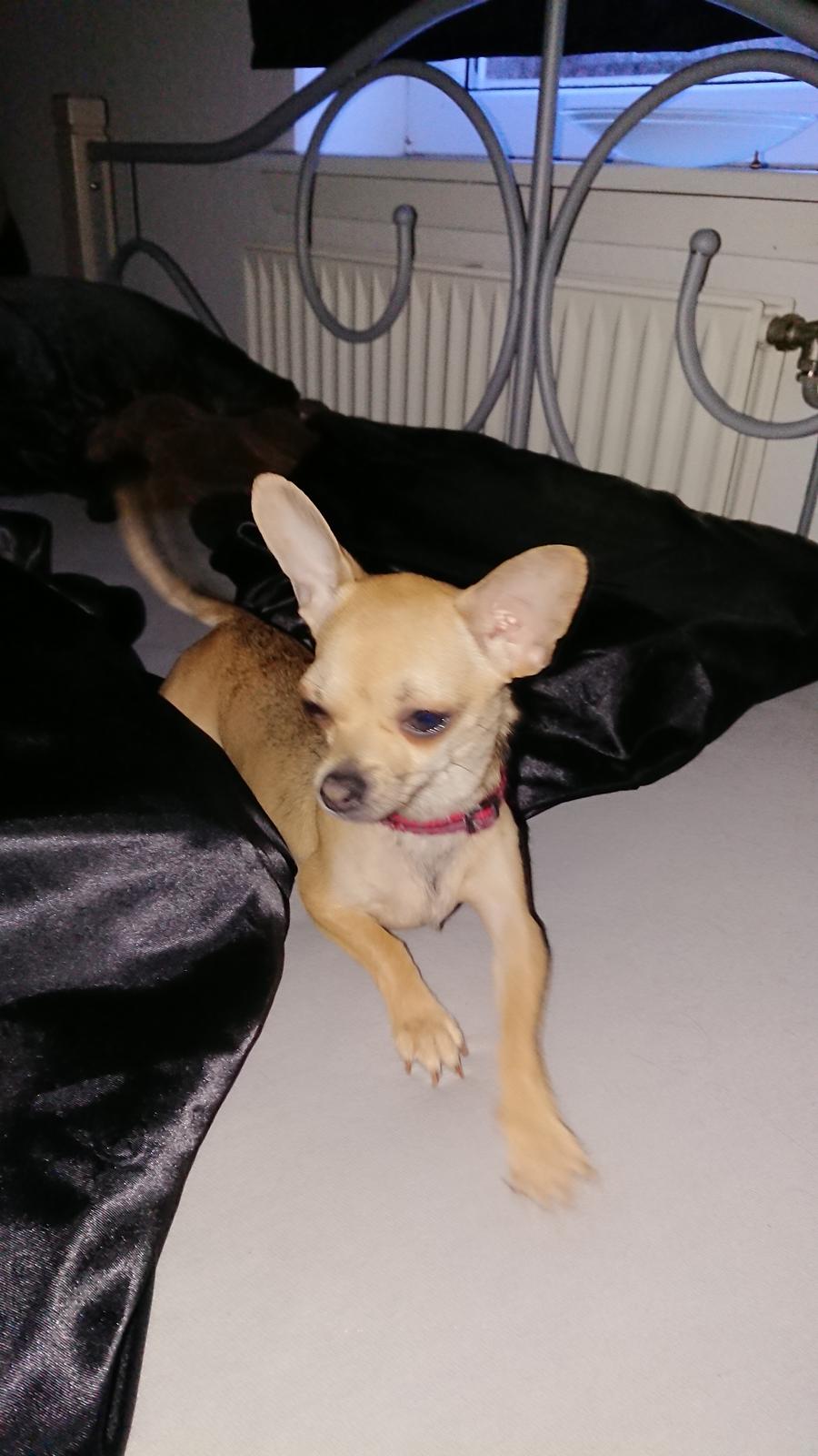 Chihuahua Nessi billede 2