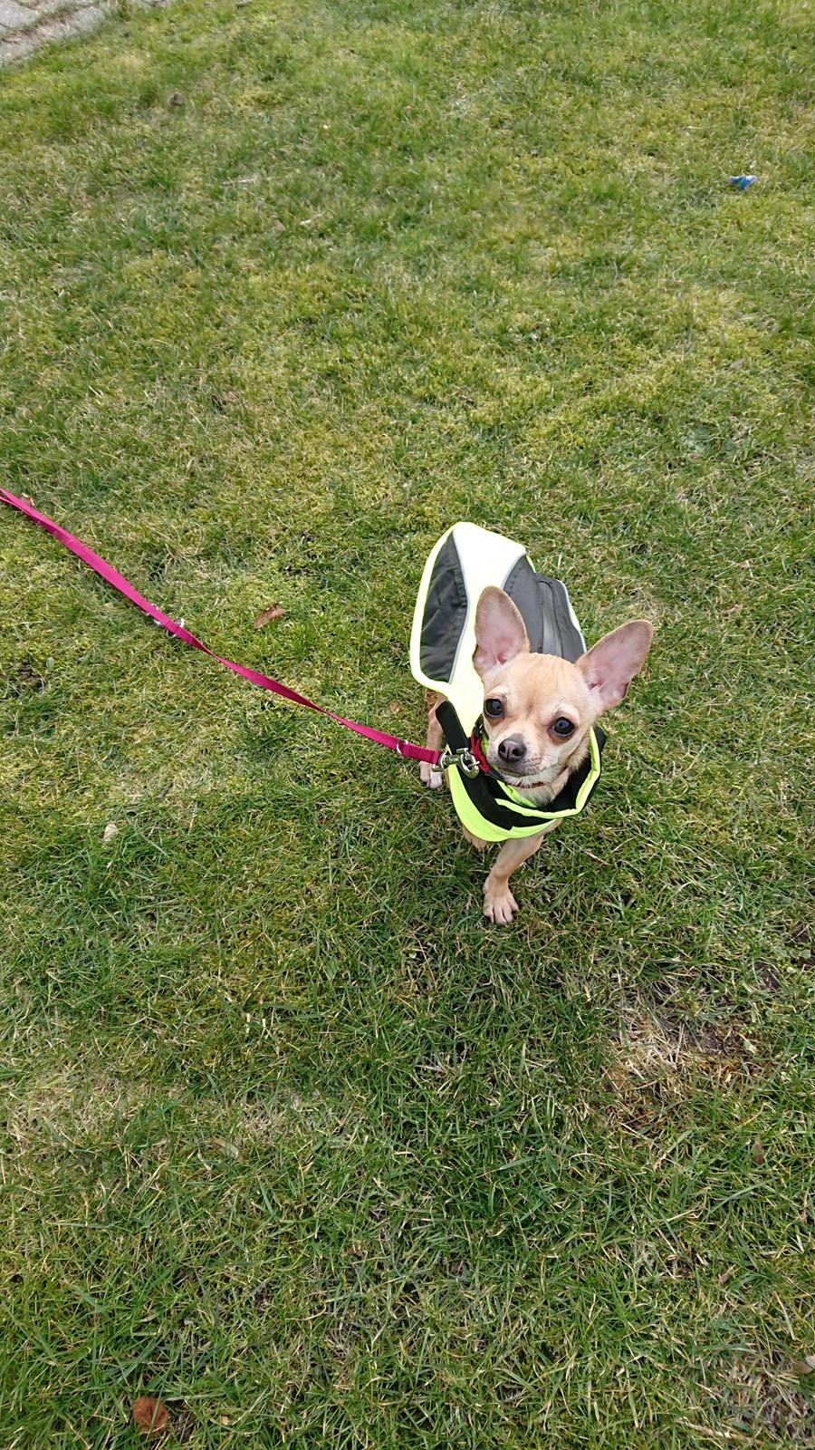 Chihuahua Nessi billede 3