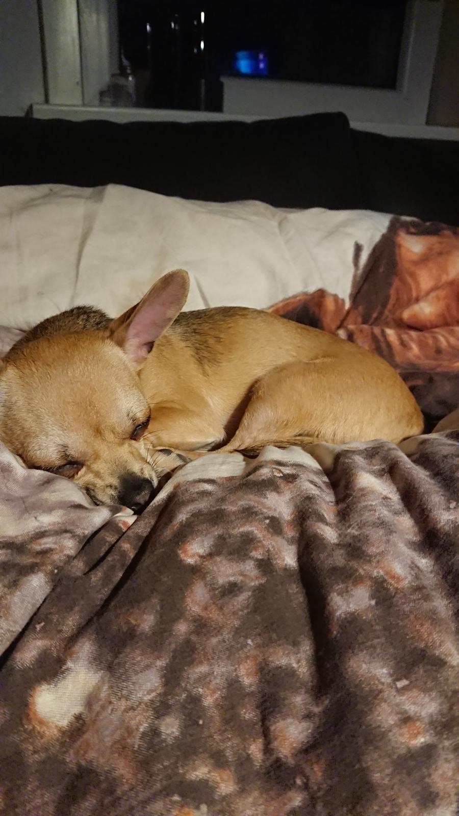 Chihuahua Nessi billede 6