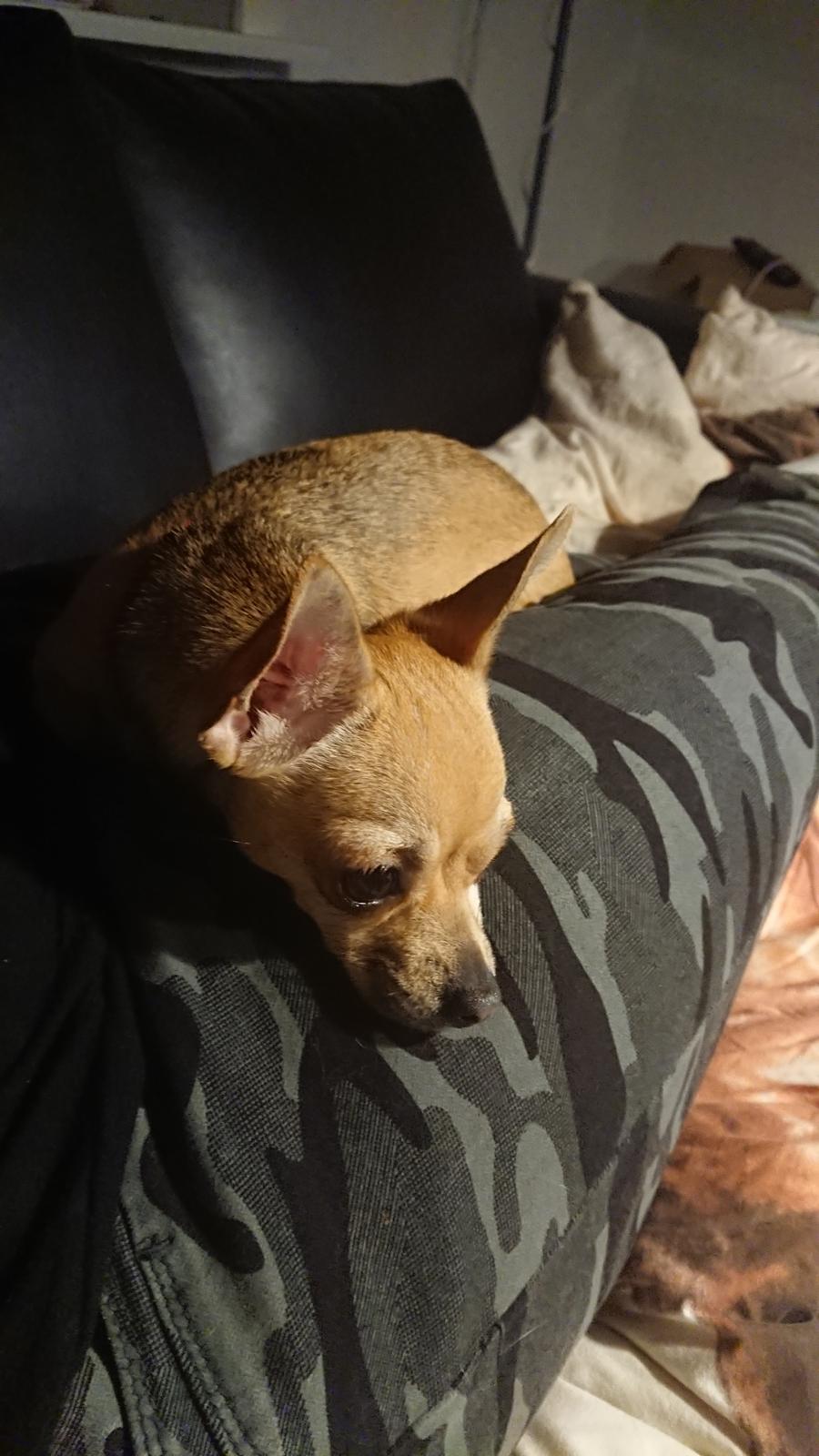 Chihuahua Nessi billede 7