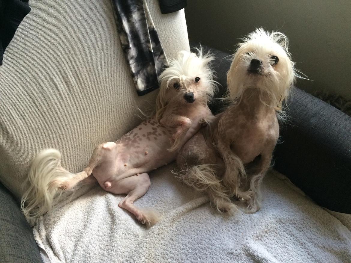 Blanding af racer Lilly - Lilly og hendes søster Chilla  billede 33