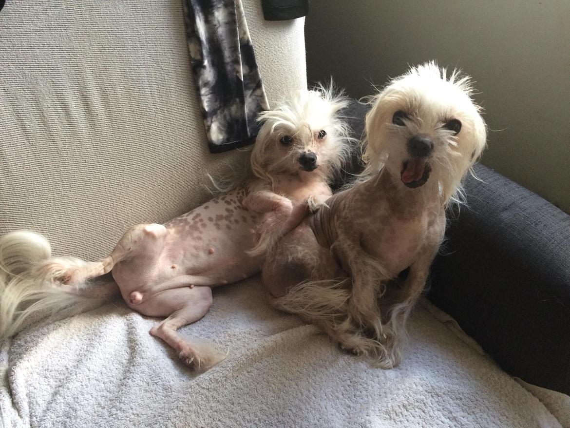 Blanding af racer Chilla - Chilla og hendes søster Lilly ❤️ det er Chilla med åben mund 😂❤️ billede 43