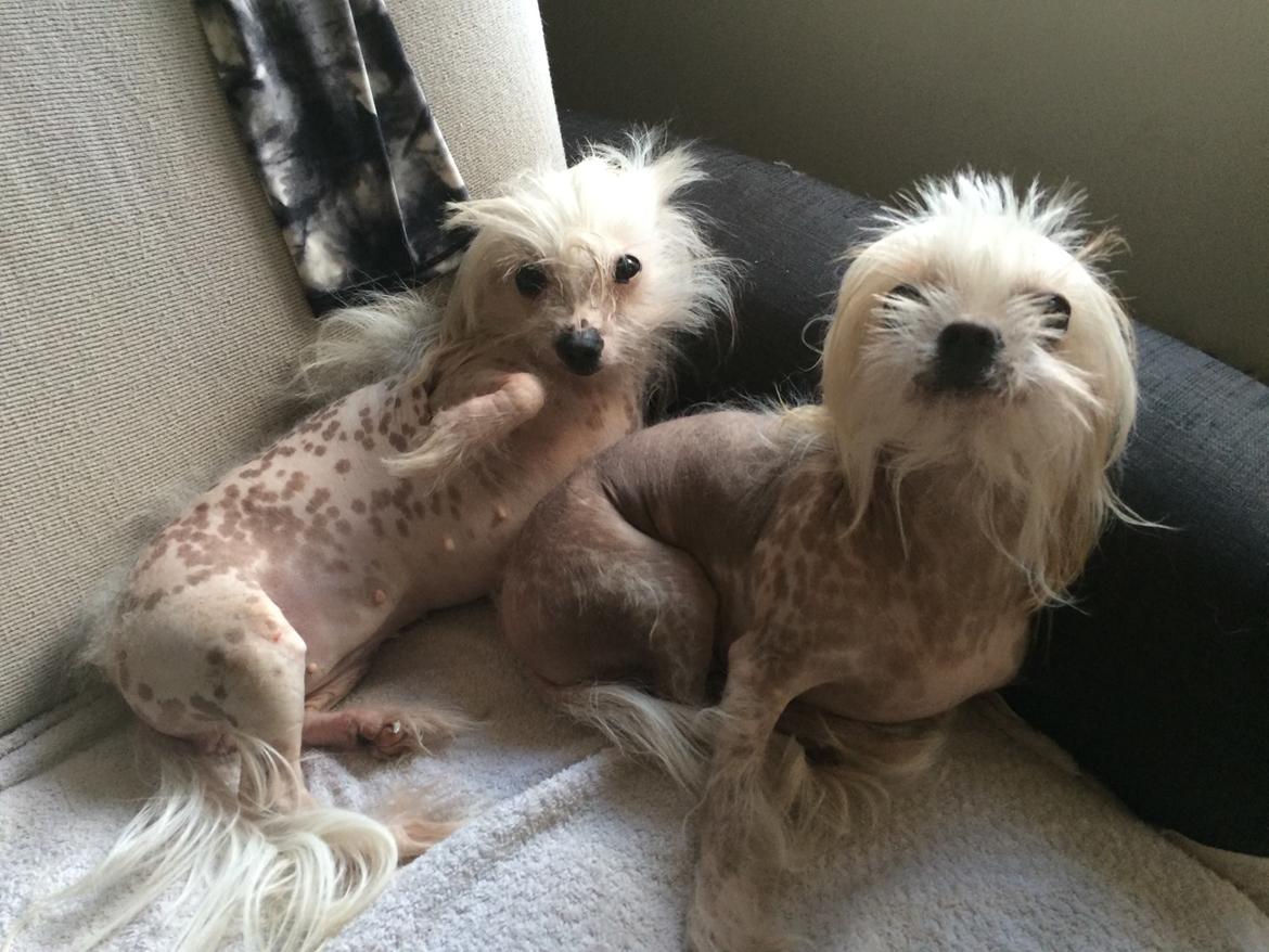 Blanding af racer Chilla - Chilla og hendes søster Lilly  billede 44