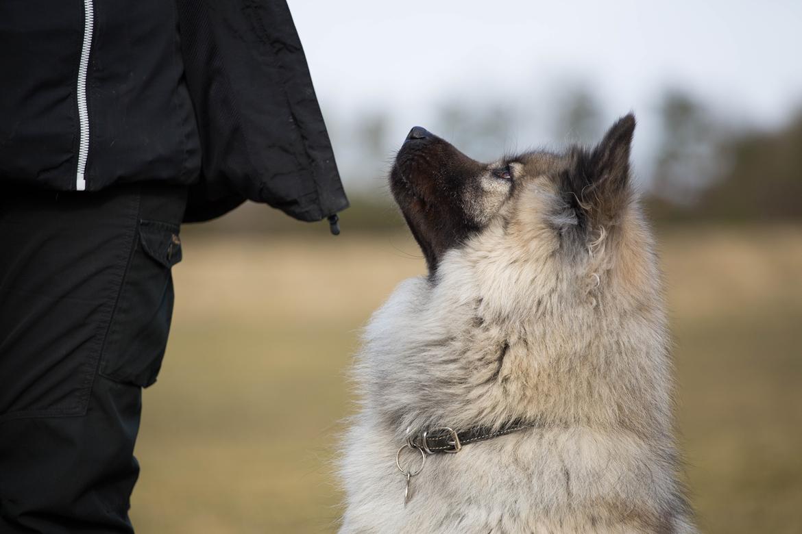 Eurasier Nuni  billede 13