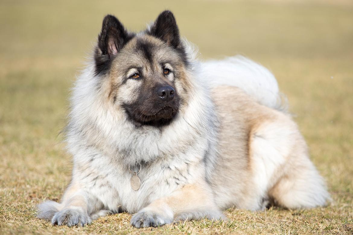 Eurasier Nuni  billede 14