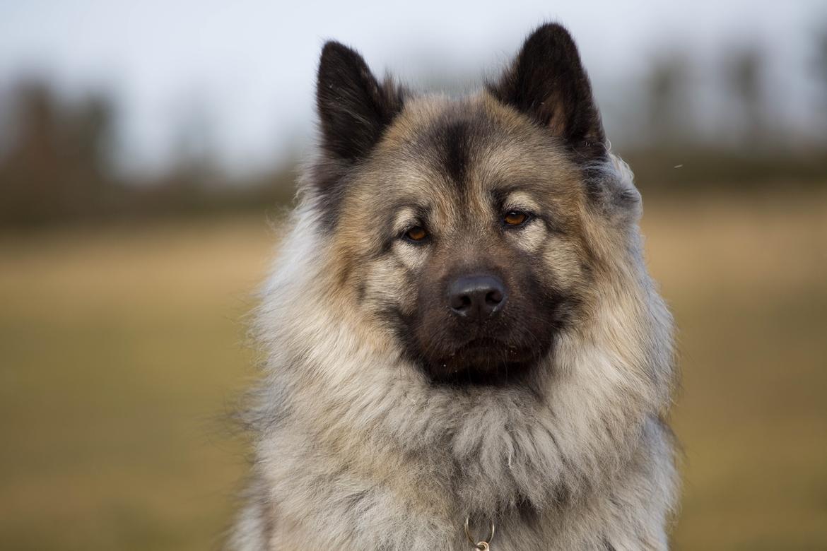 Eurasier Nuni  billede 15