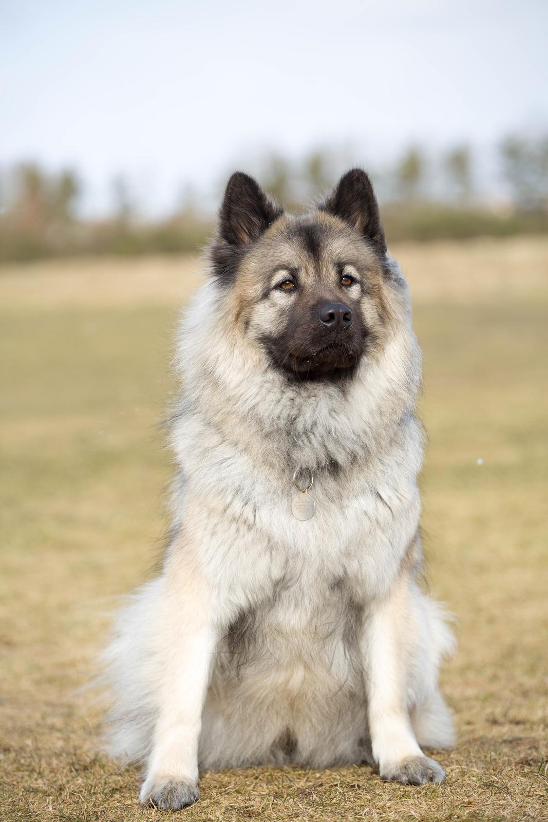 Eurasier Nuni  billede 16
