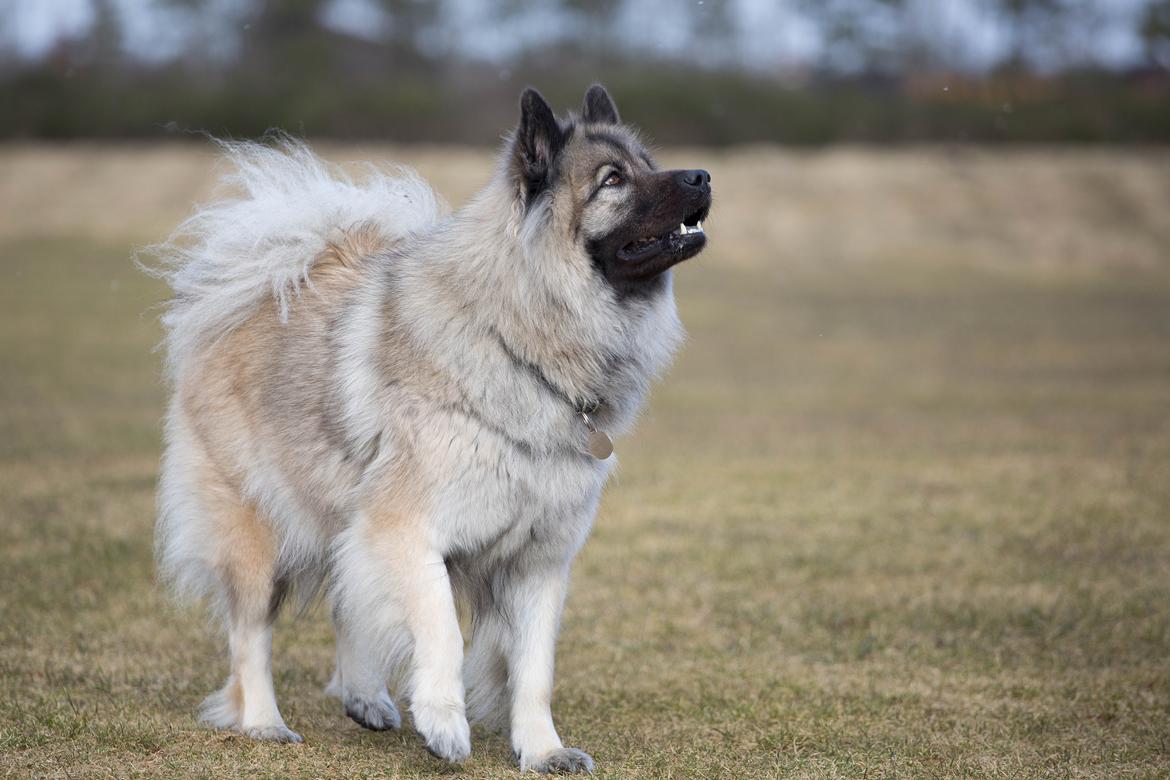 Eurasier Nuni  billede 17