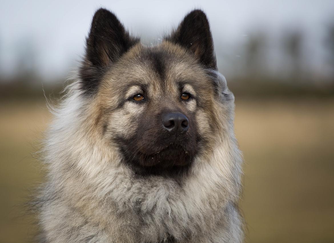 Eurasier Nuni  billede 18