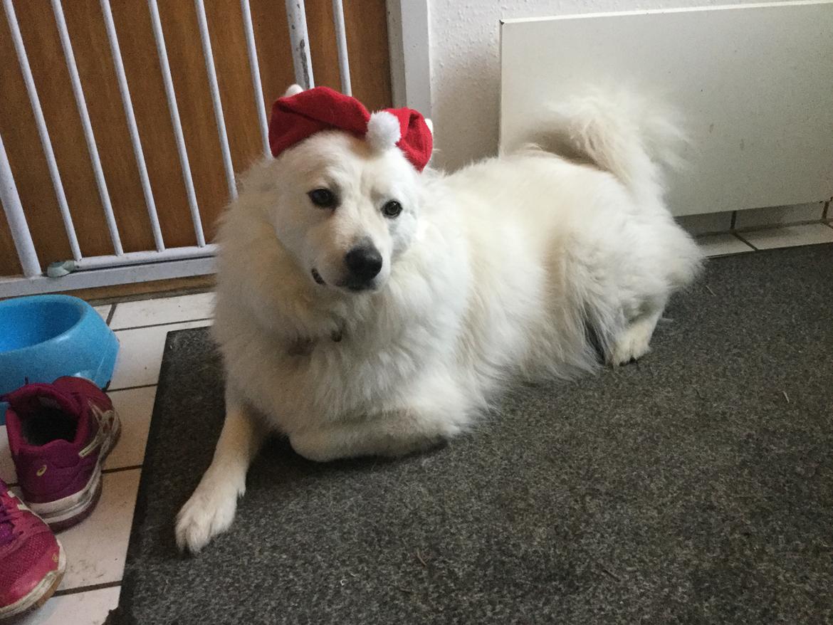 Blanding af racer Kanta billede 7