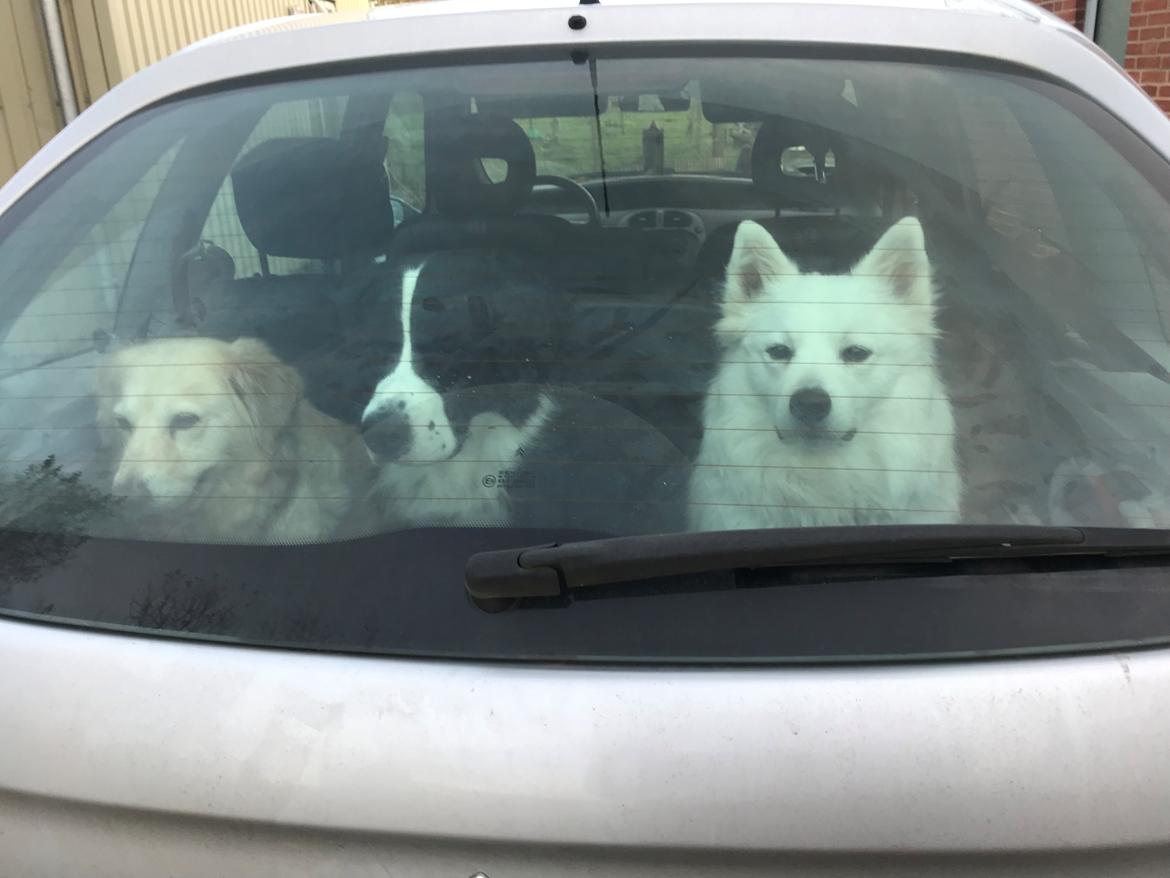 Blanding af racer Kanta billede 9