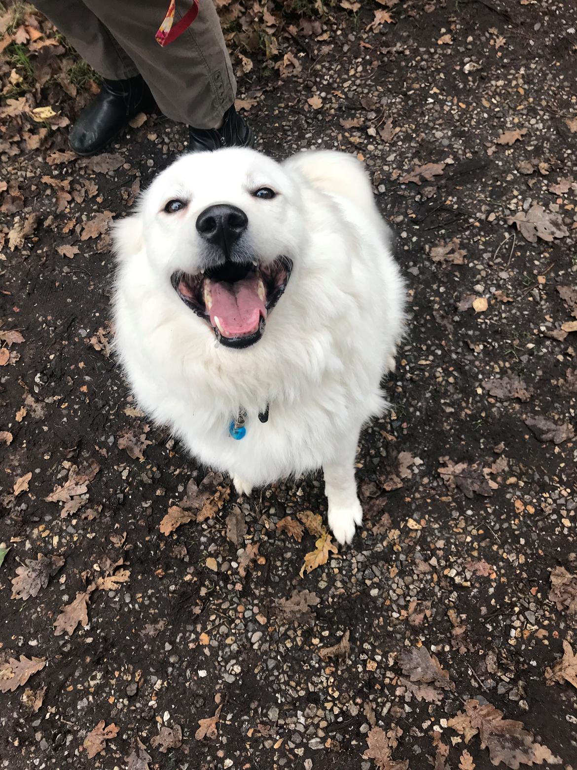 Blanding af racer Kanta billede 10