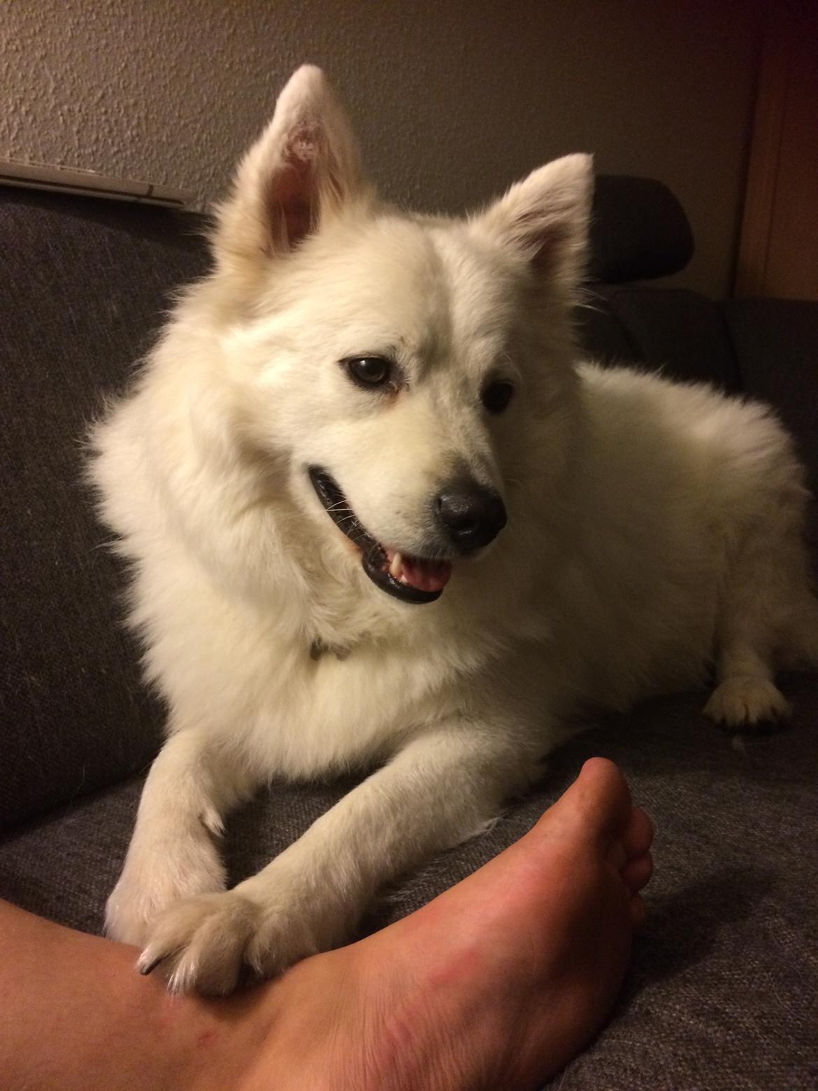 Blanding af racer Kanta billede 11