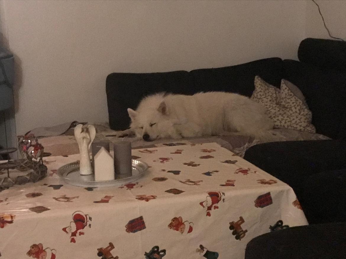 Blanding af racer Kanta billede 13