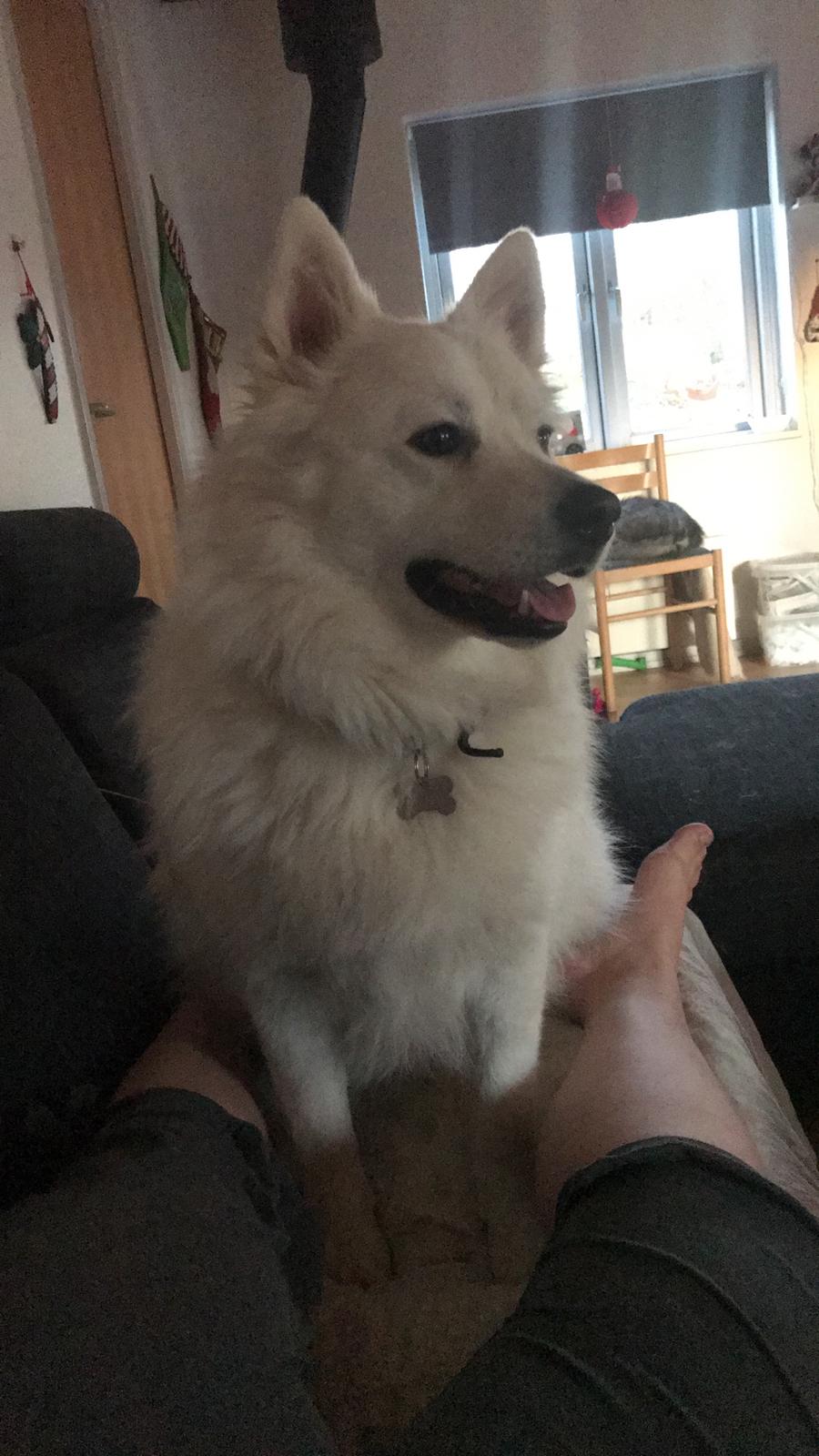 Blanding af racer Kanta billede 15