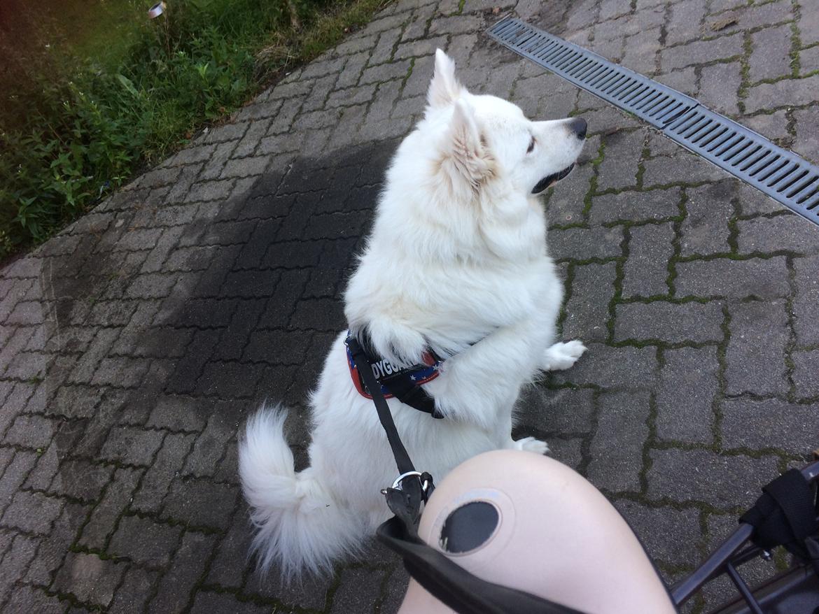 Blanding af racer Kanta billede 14