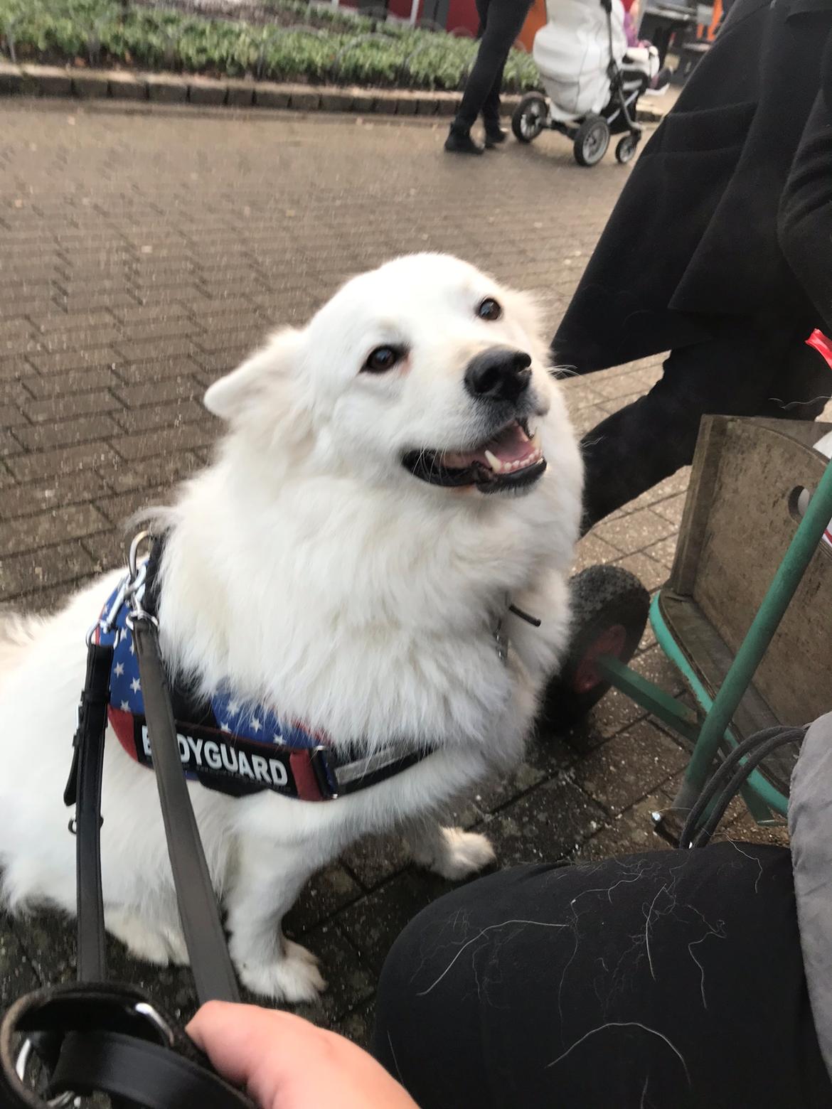 Blanding af racer Kanta billede 17