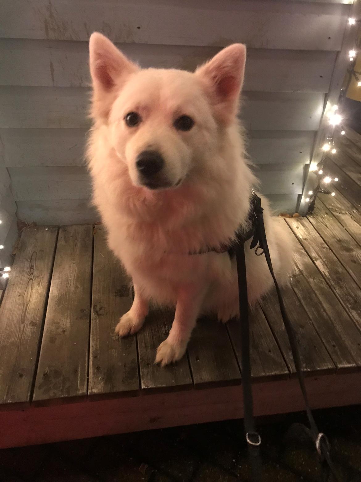 Blanding af racer Kanta billede 18