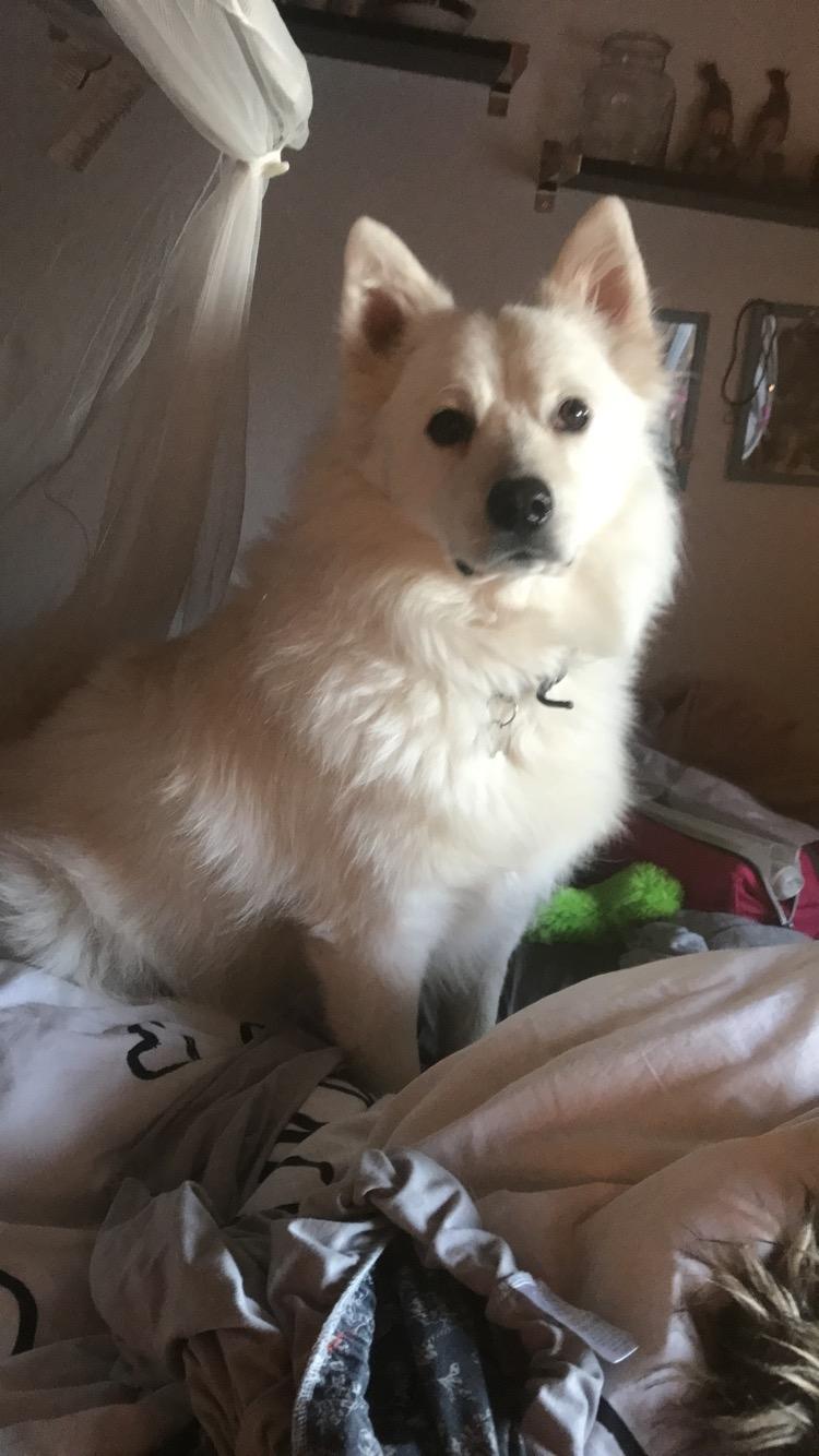 Blanding af racer Kanta billede 22